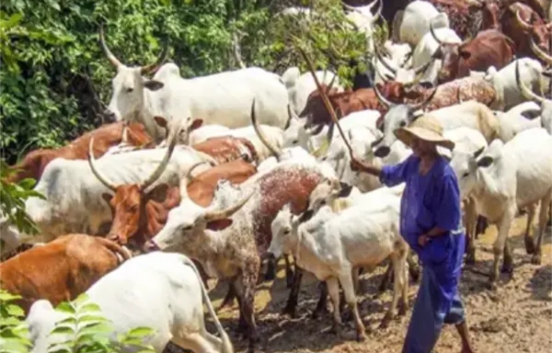 Livestock Ministry: While I May Be Absent, Jega Will Continue To Promote Our Objectives -Bola Tinubu