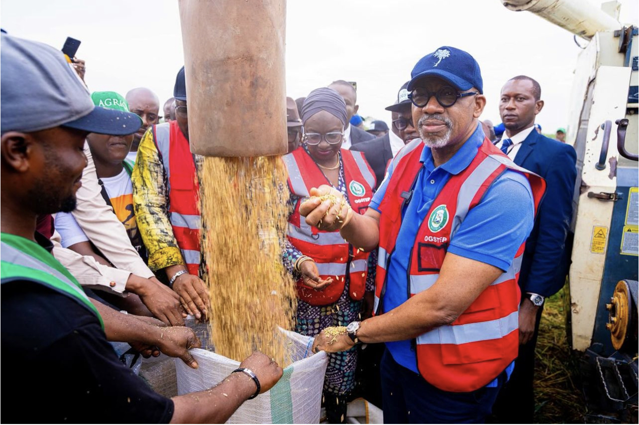 Glad Tidings: Ogun Joins League of Large-scale Rice-producing States