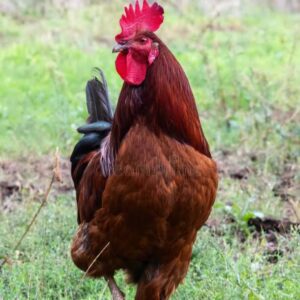 Governor Adeleke Pardons Osun Man Sentenced to Death by Hanging for Stealing Fowl